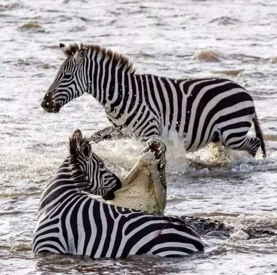 zebra biting